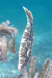 Broom file fish. S2pro,60mm. by Derek Haslam 